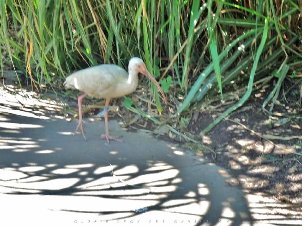 101PARC AUX OISEAUX DANS L AIN 2016 2_000042.jpg